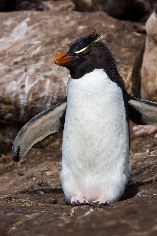 Rockhopper Penguin